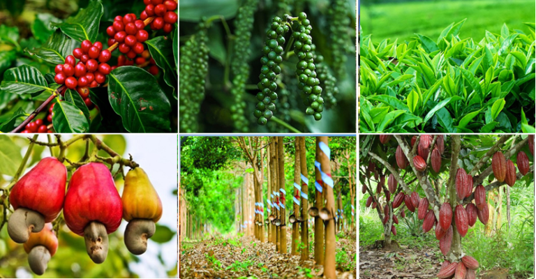 Mua phân hữu cơ ở đâu tốt cho cây ăn trái