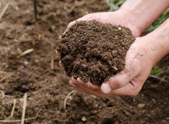 Mua phân hữu cơ ở đâu tốt có chứng nhận chất lượng