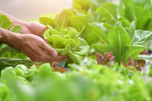 Mua phân hữu cơ ở đâu tốt cho rau sạch đô thị